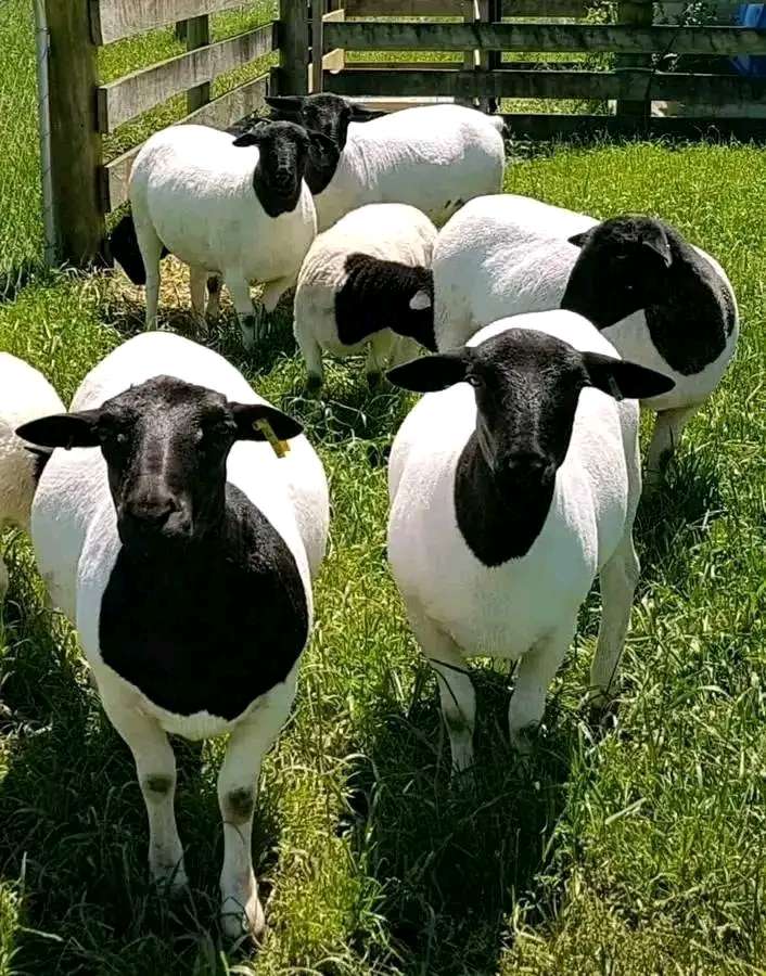 Delamere Farm Naivasha