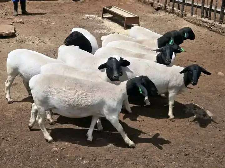 Doper sheeps