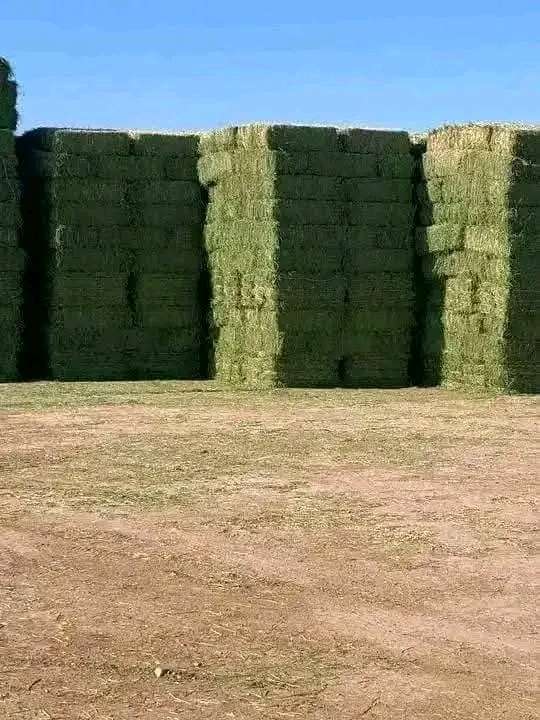 FRESH LUCERNE HAY AVAILABLE